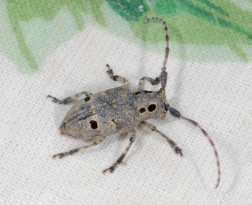 Mesosa curculionoides (Cerambycidae)